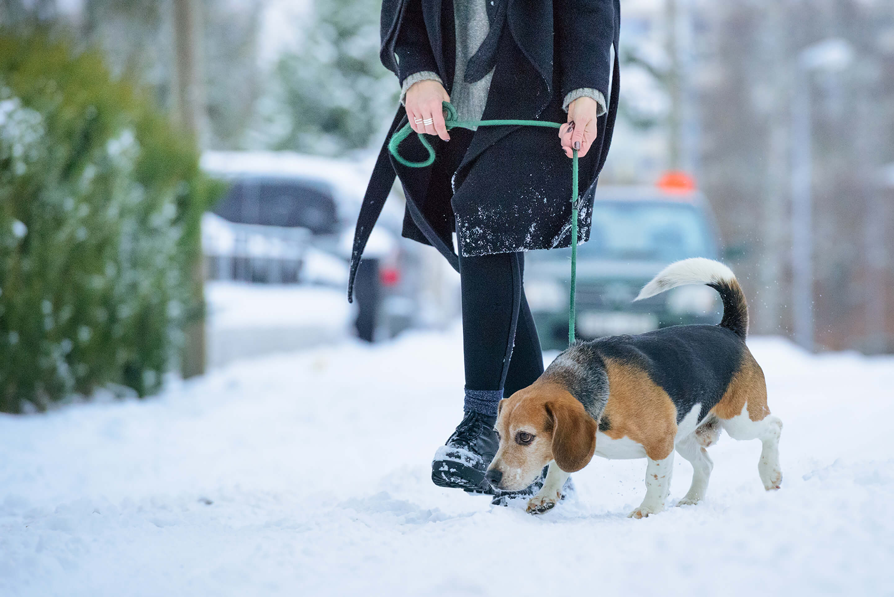 femme promène son chien sous la neige