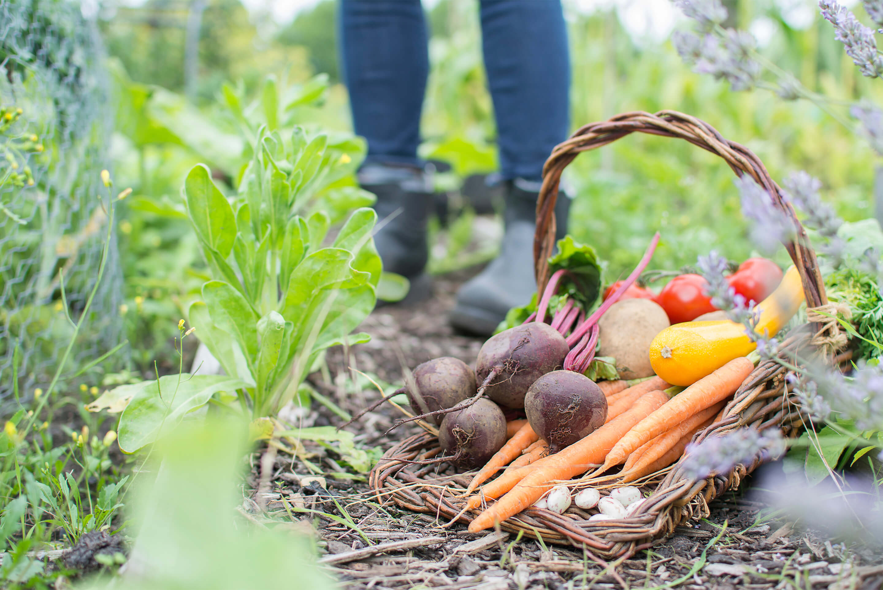 panier avec récolte du jardin