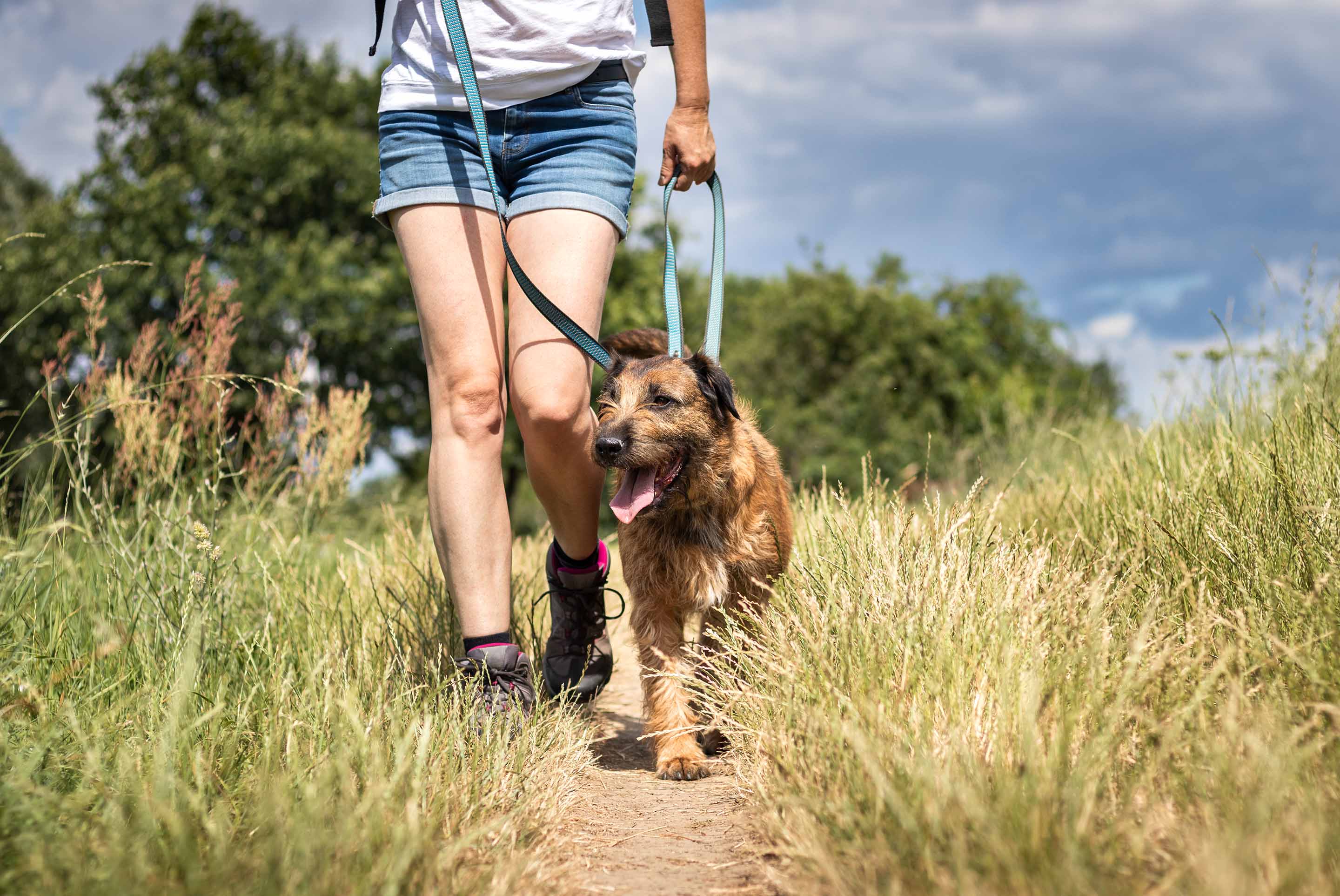 Votre chien: le meilleur ami pour bouger!