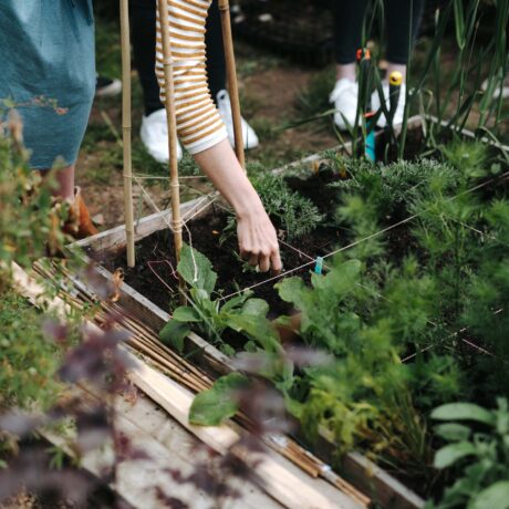 Plans de potager