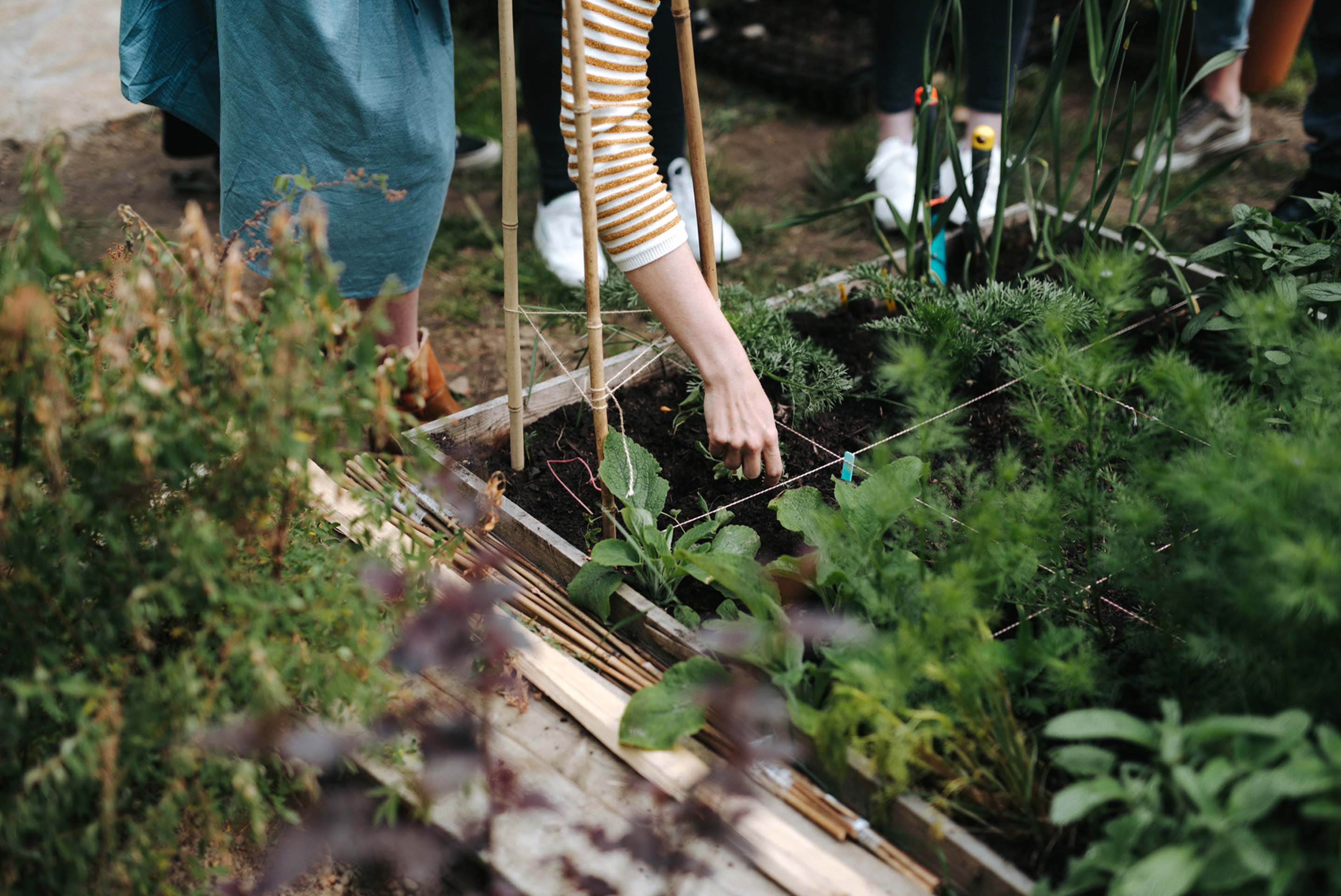 Plans de potager