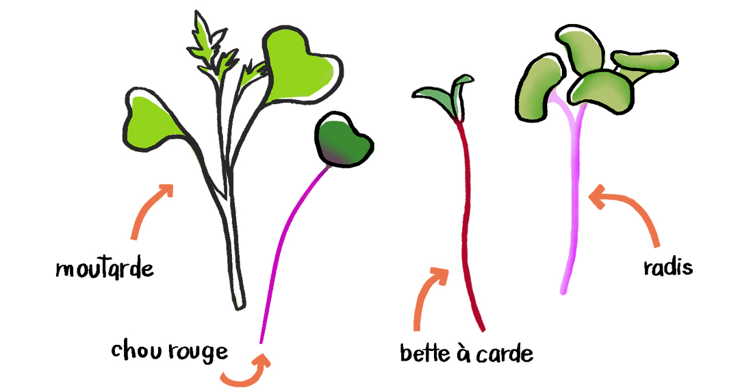 Variétés de micropousses