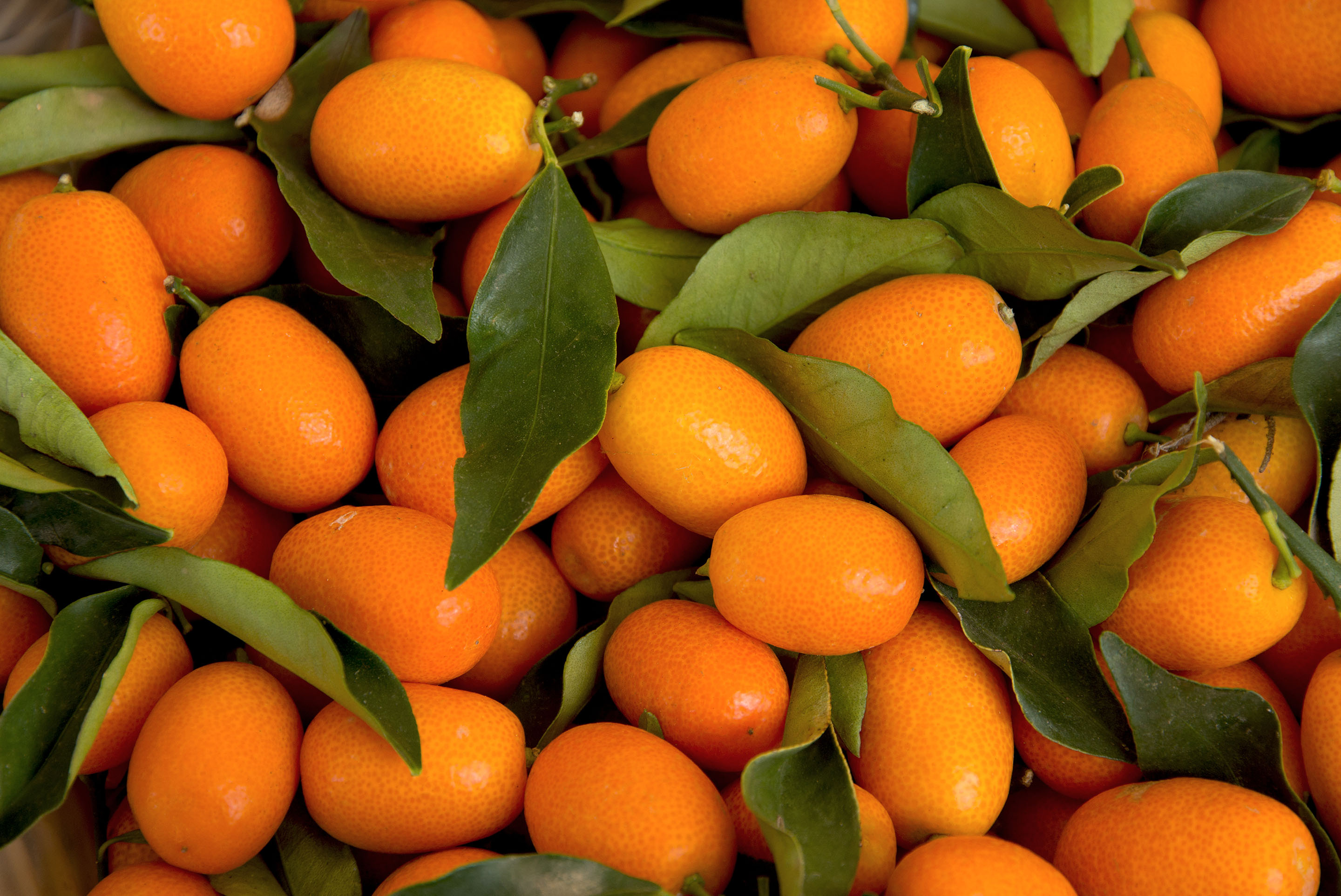 kumquats