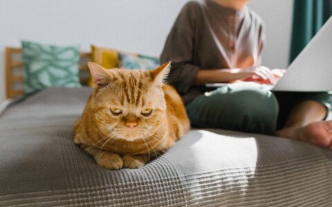 chat et femme travaillant sur un ordinateur